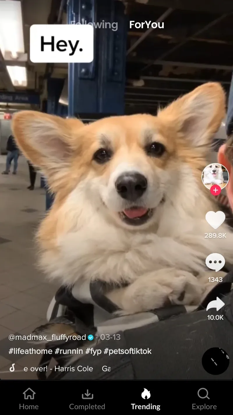 Video Downloader No Watermark screenshot 5